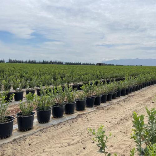 Maceta de cultivo de arndanos 40L (Agricultura), en Shanghai, 			MEXICO